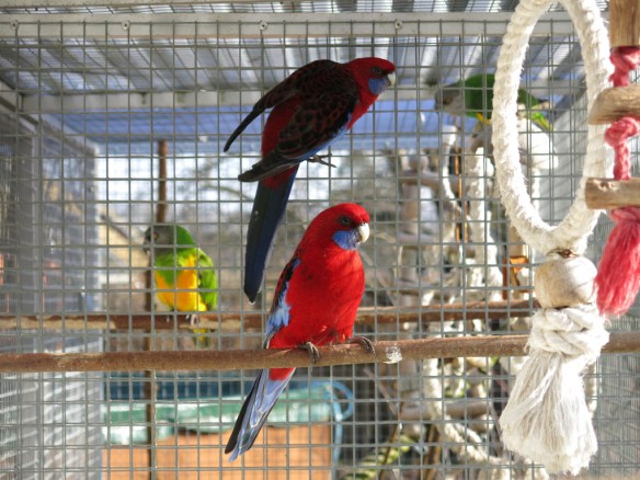 Pennants rosellorna trivs i vårsolen.