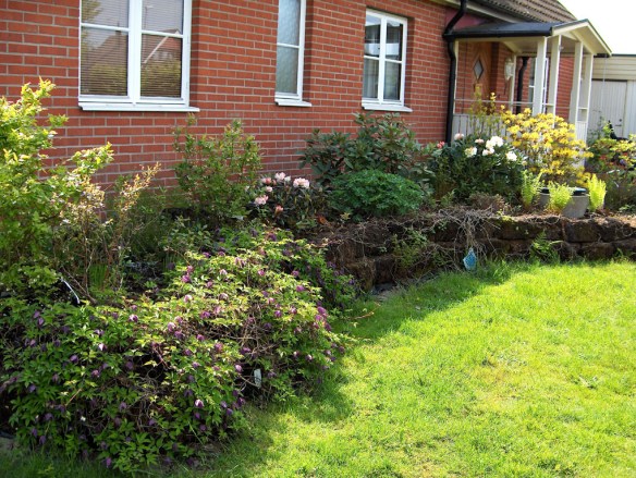 2007 maj. Torvrabattens rhododendron och klematis i knopp.