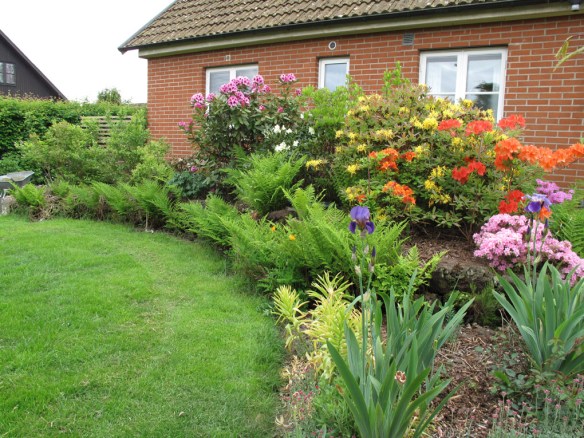 2012 juni. Torvrabatten i blom. Torvblocken kläs allt mer in med grönska och rhododendron-plantorna växer sig allt större.