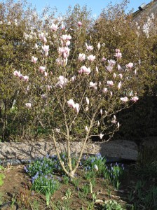 magnolia pärlhyacint