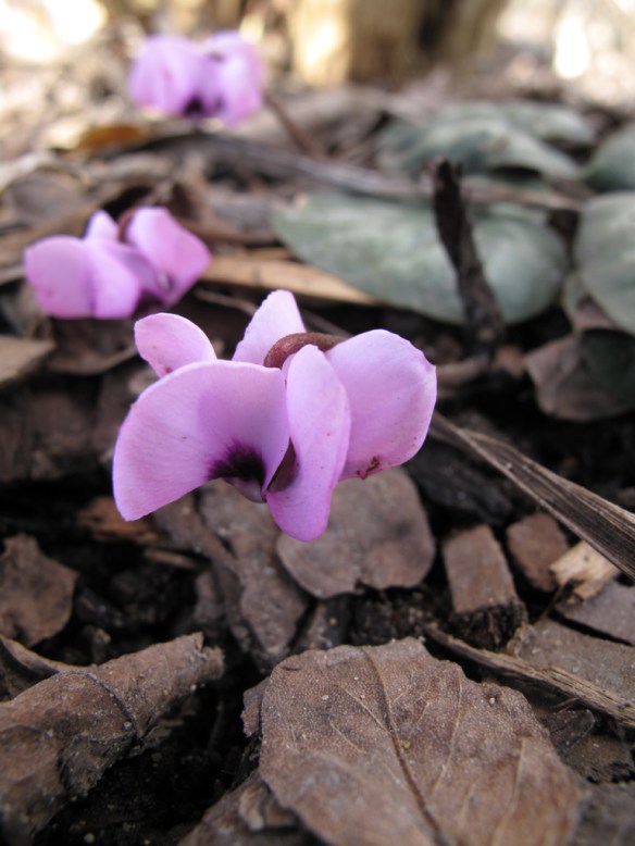 cyklamen skär 1