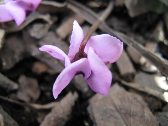 cyklamen skär 3