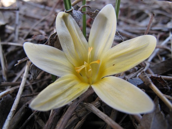 gul krokus 31 mars