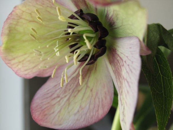 julros wilgenbroek selection 1