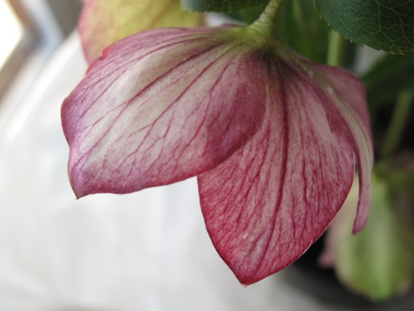 julros wilgenbroek selection 2