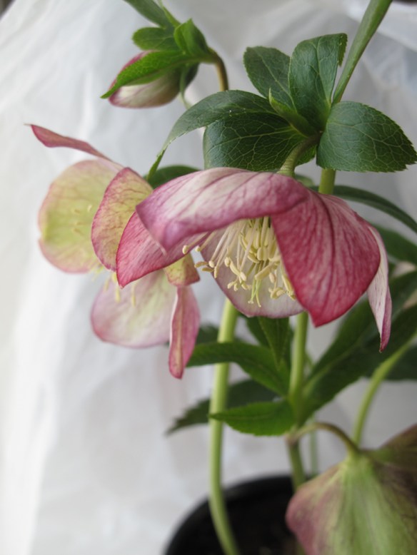 julros wilgenbroek selection 3