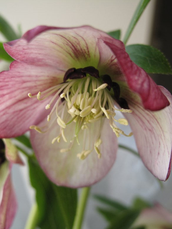 julros wilgenbroek selection 4