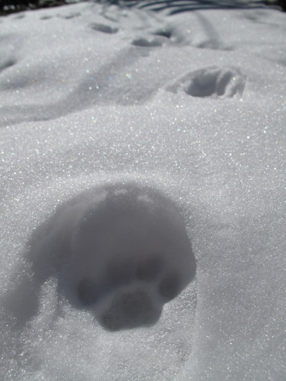 kattspår i snö