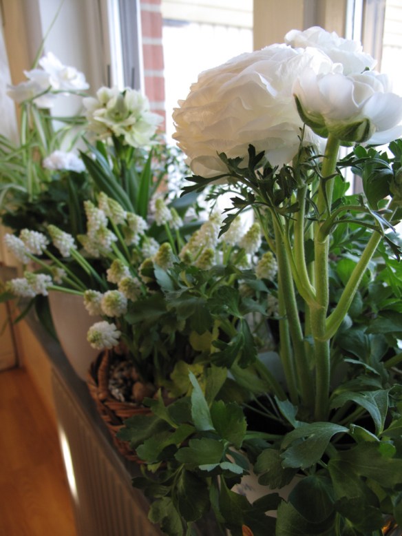 ranunkel pärlhyacint