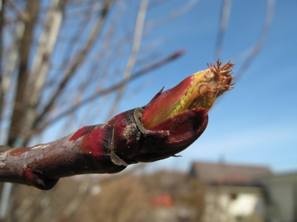 dodong knopp 14 april