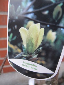 Gul magnolia Solar flair