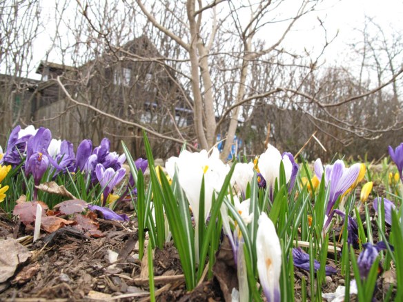 Krokus vid magnolian i Pionrabatten