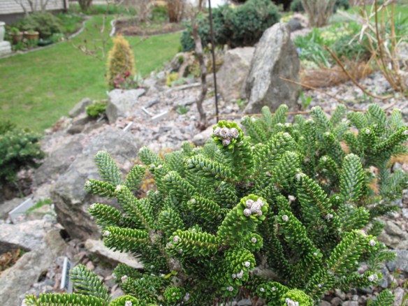 Abies koreana oberon
