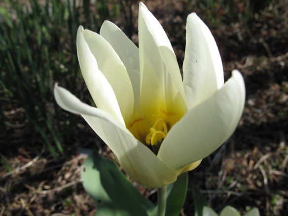 blekgul tulpan 5 maj