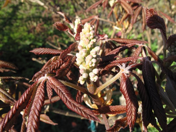 dvärgkastanj 13 maj