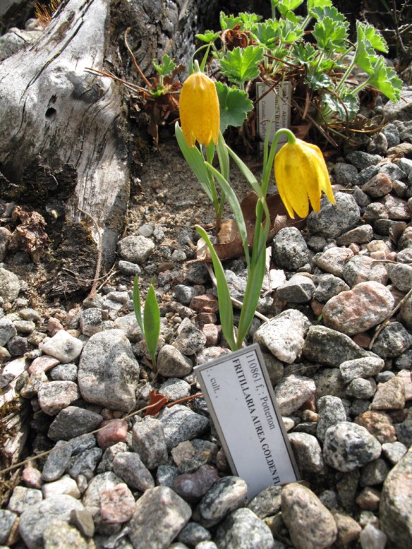 fritillaria aurea golden
