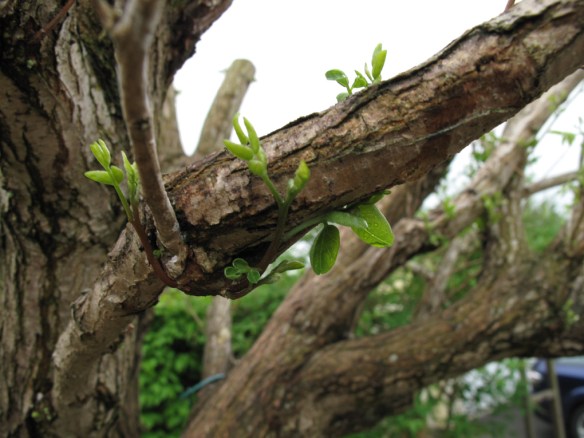 klotrobinia 2 19 maj