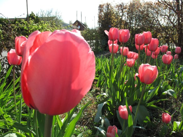 korall tulpan 13 maj