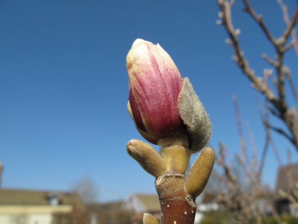 magnolia 5 maj