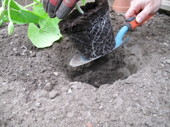 prydnadspumpa 2 20 maj