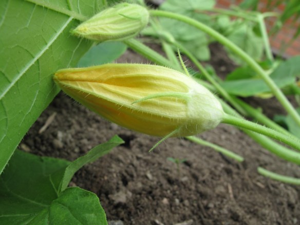 prydnadspumpa knopp 20 maj