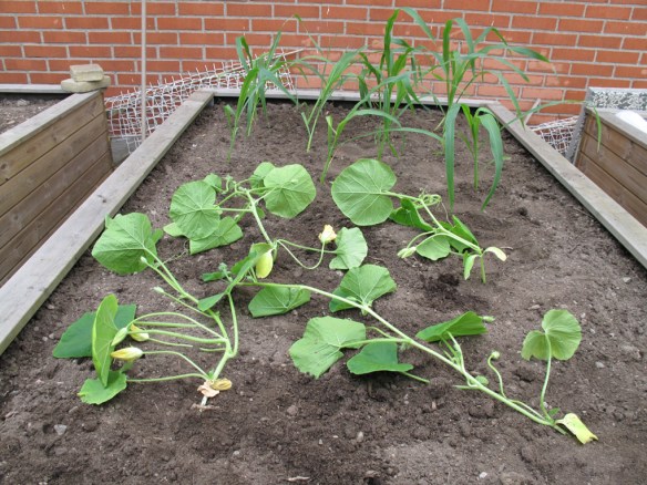 prydnadspumpa sockermajs 20 maj