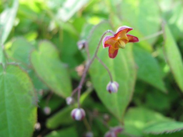 röd sockblomma 13 maj