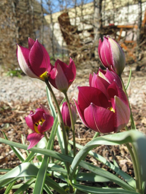 rödlila bot tulpan 5 maj