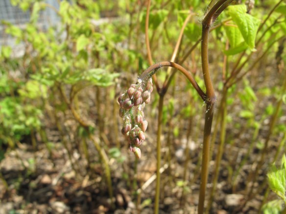 sockblomma gul 4 maj