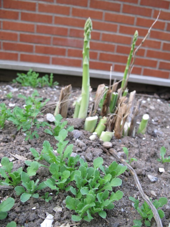 Sparris o vallmo 20 maj