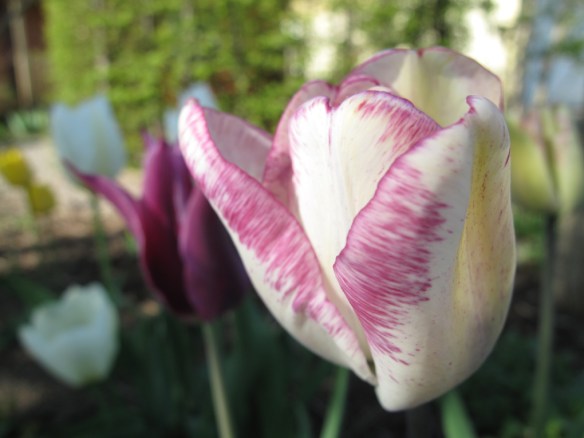 vitrosa tulpan 13 maj