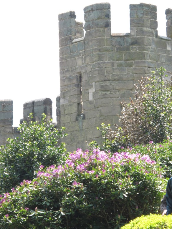 warwick rhododendron 3