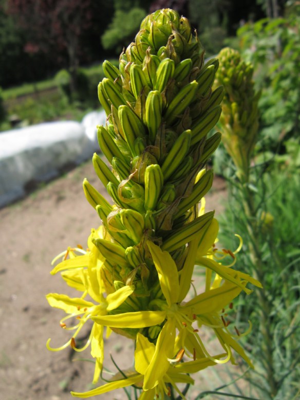 asphodeline lutea