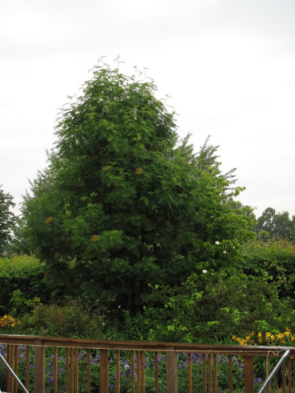 blomsterkornell cornus kousa 2