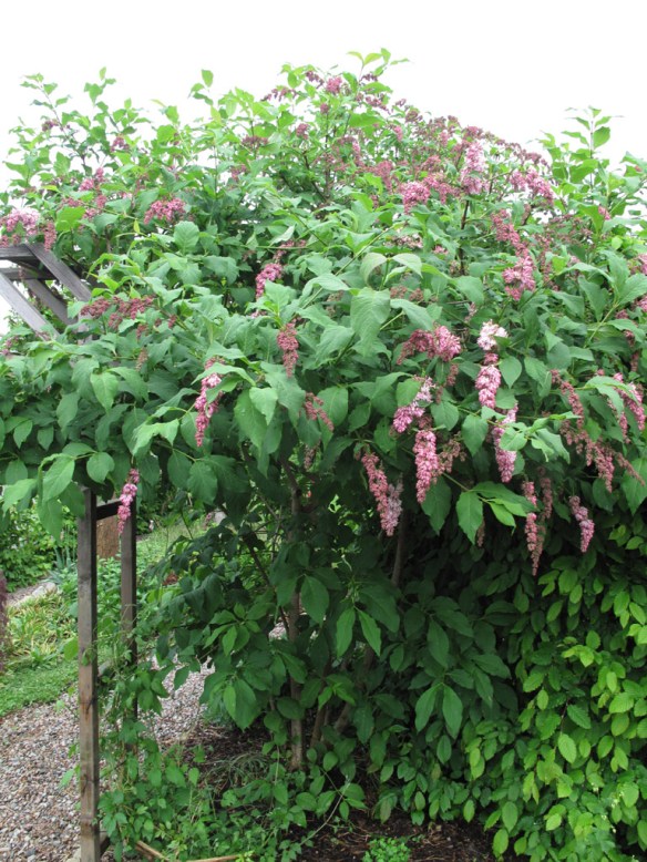 Hängsyrénen blommar något senare än vanlig syrén, men doftar lika ljuvligt.