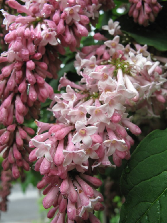 Hängsyrén i närbild.