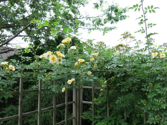 I komposthörnan blommar honungsrosen