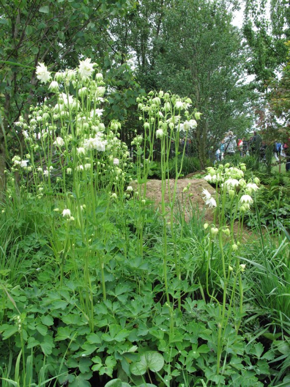 Malmö garden show Dunge med doft 2