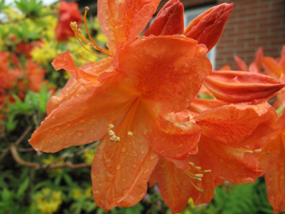 Orange azalea