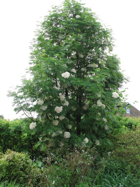Ullungrönnen Sorbus 'Dodong' i full blom.