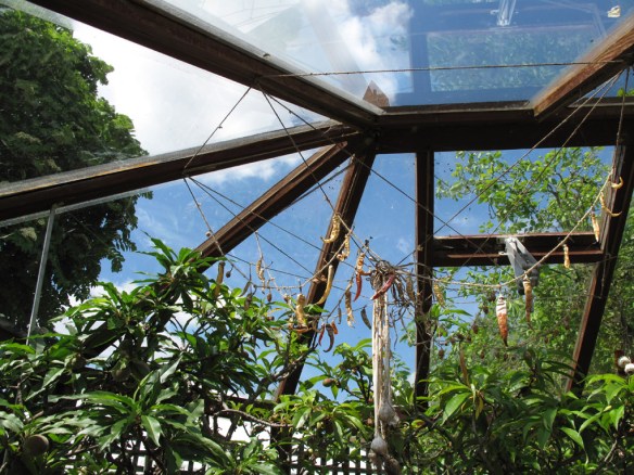 Växthus Ryton Gardens 12