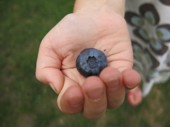 blåbär 1