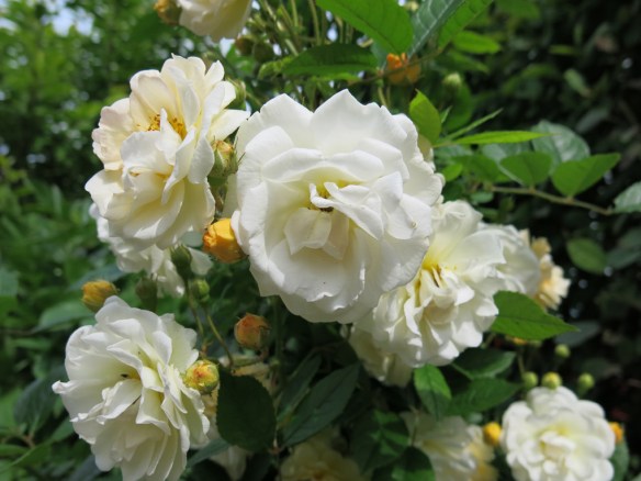 ghislaine de féligonde 2