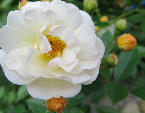 ghislaine de féligonde 5