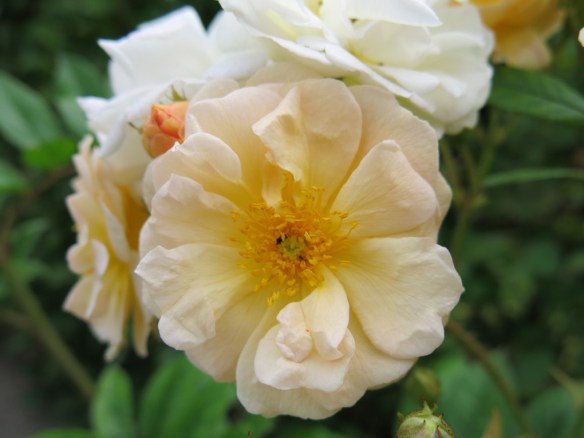 ghislaine de féligonde 7