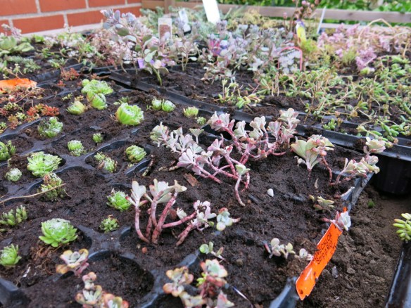 grönt tak småplantor 2