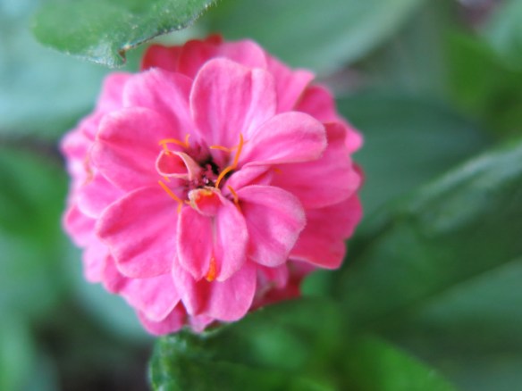 skär zinnia