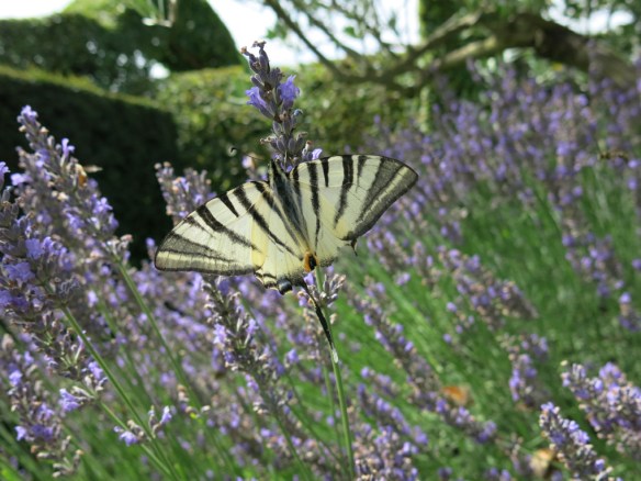 fjäril Iphiclides podalirius