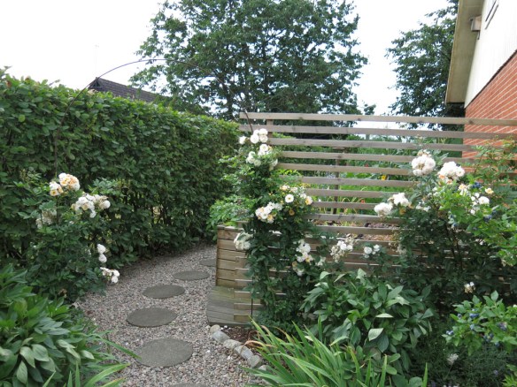 Ingången mot Trädgårdslandet, rosen Ghislaine de Féligonde blommar mot spaljén.