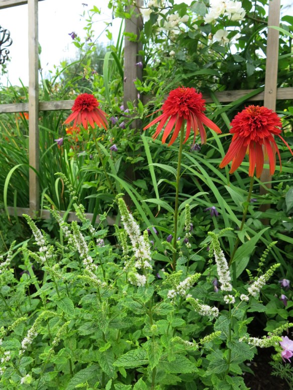 Tåliga nya rudbeckior? | Kristinas oas